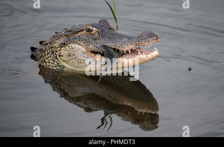 Alligator dans l'eau à la recherche de nourriture Banque D'Images