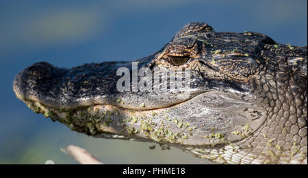 Alligator dans l'eau à la recherche de nourriture Banque D'Images