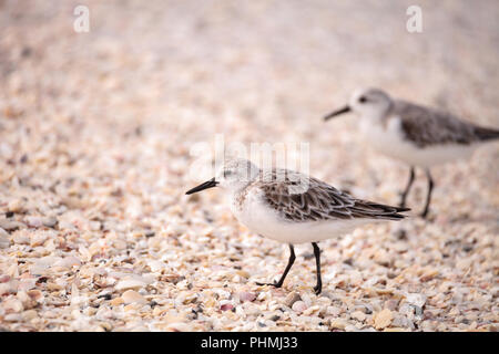 Western Sandpiper Calidris mauri rivage Banque D'Images