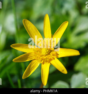 Fermer jusqu'à un Pilewort fleur au début du printemps Banque D'Images