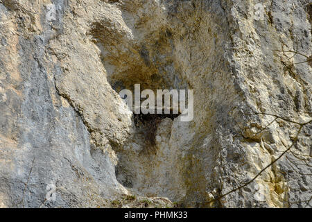 Le faucon pèlerin niche ; Alpes Souabe ; Banque D'Images