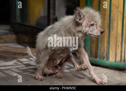 Un chien aux Philippines montre des signes de maladie de la peau. Banque D'Images