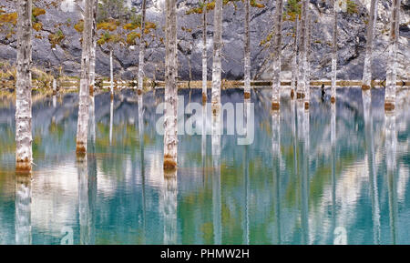 Vue majestueuse de la forêt engloutie dans le lac Kaindy, au Kazakhstan. Banque D'Images