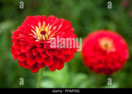 Red Zinnia ' Scarlet Flame ' Zinnia, fleur annuelle, jardin, plantes, fleurs, été, Fleur, Zinnia rouge, gros plan, plante Banque D'Images