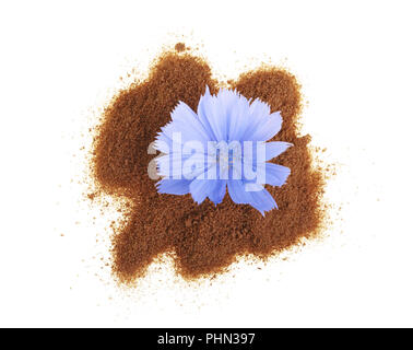 Fleur de chicorée et poudre de chicorée instantanée isolé sur un fond blanc. Cichorium intybus. Banque D'Images