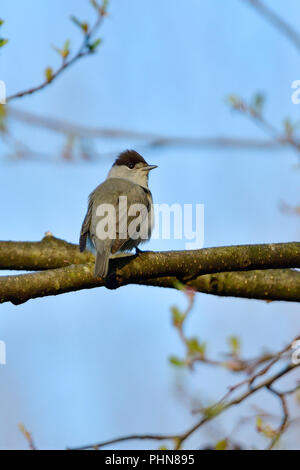 Blackcap eurasien mâle Banque D'Images