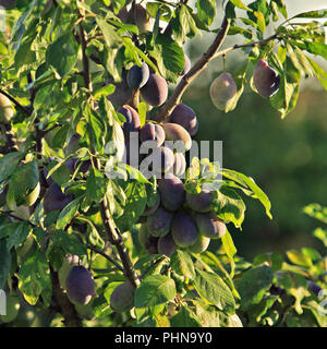 Plum Tree branch Banque D'Images