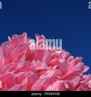 Gros plan de la pivoine rose Banque D'Images