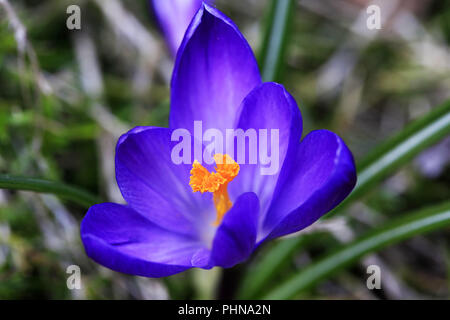 Purple Crocus fermer jusqu'au printemps Banque D'Images