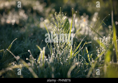 Des gouttes de rosée sur l'herbe verte dans le soleil du matin Banque D'Images