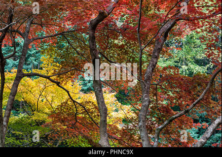 Le complexe du temple Nanzen-ji, Kyoto, Japon. Feuillage automne coloré dans les jardins du temple zen Nanzen-in Banque D'Images