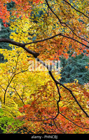 Le complexe du temple Nanzen-ji, Kyoto, Japon. Feuillage automne coloré dans les jardins du temple zen Nanzen-in Banque D'Images