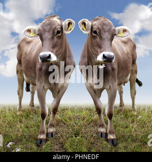 Deux bovins photogéniques sur le pâturage Banque D'Images