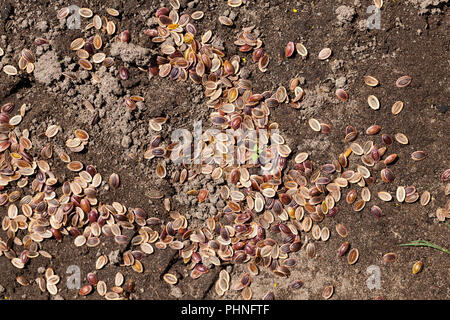 Éparpillés sur le sol et le sol du champ brun mûres graines d'aneth recueillies pour la plantation et l'obtention de plantes vertes, gros plan Banque D'Images