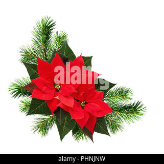 Le coin de Noël arrangement avec des brindilles de pin et poinsettia fleurs isolé sur fond blanc. Mise à plat. Vue d'en haut. Banque D'Images