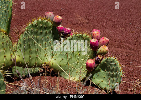 Cactus, un Indien fig opuntia, croissant sur les ruffes de couleur rouge, les dépôts permiens près du lac du Salagou, dans le sud de la France Banque D'Images