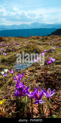 Purple Crocus fleurs sur la montagne au printemps Banque D'Images
