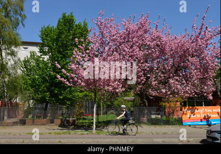 Kirschbluete Vorarlberger, Damm, Friedenau, Berlin, Deutschland Banque D'Images