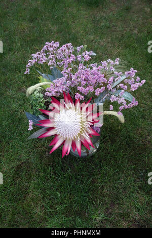 King Protea. Le Protea. Photo:parution propriété Banque D'Images