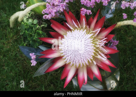 King Protea. Le Protea. Photo:parution propriété Banque D'Images