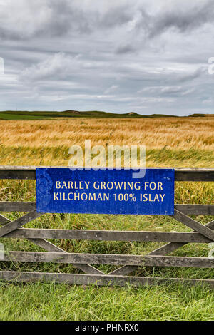 Champ d'orge, distillerie Kilchoman, Islay, Hébrides intérieures, Argyll, Scotland, UK Banque D'Images