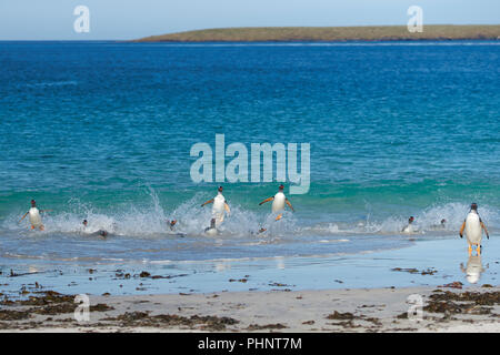 Manchots Papous (Pygoscelis papua) qui émerge de la mer sur une grande plage de sable fin sur l'île plus sombre dans les îles Falkland. Banque D'Images