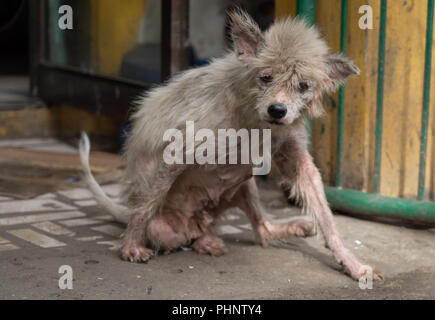 Un chien aux Philippines montre des signes de maladie de la peau. Banque D'Images