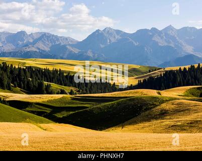 Beijing, Chine. Août 26, 2018. Photo prise le 26 août 2018 mature montre poussant dans un champ de blé dans un parc agricole dans le comté autonome kazakh de Mori, nord-ouest de la Chine, la Région autonome du Xinjiang Uygur. Credit : Zhao Ge/Xinhua/Alamy Live News Banque D'Images