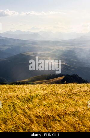 Beijing, Chine. Août 26, 2018. Photo prise le 26 août 2018 mature montre poussant dans un champ de blé dans un parc agricole dans le comté autonome kazakh de Mori, nord-ouest de la Chine, la Région autonome du Xinjiang Uygur. Credit : Zhao Ge/Xinhua/Alamy Live News Banque D'Images