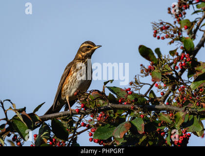 Redwing sur une branche avec des baies rouges en hiver en Ecosse Banque D'Images
