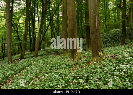 Porter le poireau ; ail des ours ; ramson ; buckrams ; Banque D'Images