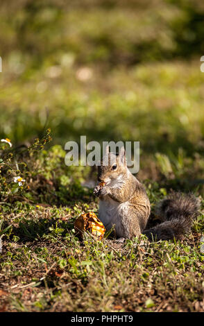 Brown Peu Shermans fox squirrel Sciurus niger shermani Banque D'Images