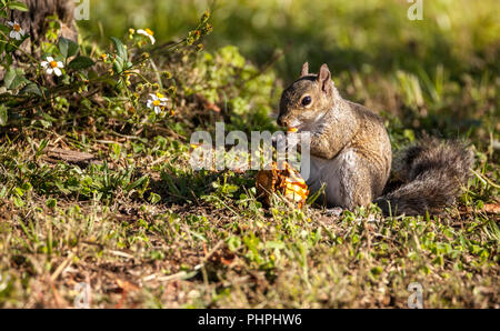 Brown Peu Shermans fox squirrel Sciurus niger shermani Banque D'Images