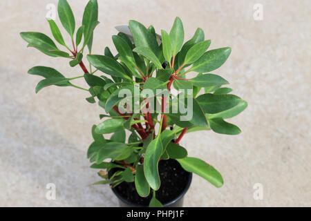 King Protea protea ou connu sous le nom de jeunes isolés de plantes photo: Banque D'Images