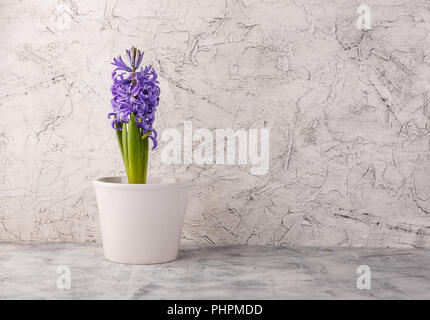 Jacinthe violette dans pot de fleurs Banque D'Images