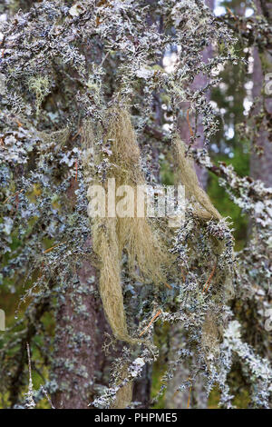 Lichen sur les branches barbe dans les forêts Banque D'Images