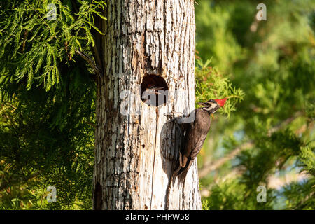 Des oiseaux adultes grand pic Dryocopus pileatus rss poussins Banque D'Images