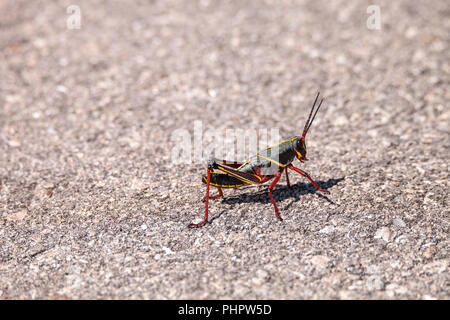 Les juvéniles de l'est marron et jaune Romalea microptera lubber grasshopper Banque D'Images