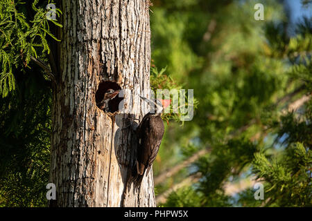 Des oiseaux adultes grand pic Dryocopus pileatus rss poussins Banque D'Images