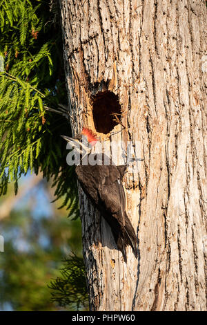 Des oiseaux adultes grand pic Dryocopus pileatus rss poussins Banque D'Images