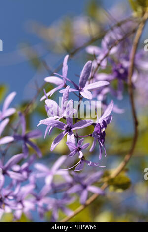 Fleurs violettes connu comme imprimeur de la gerbe Petrea volubilis Banque D'Images