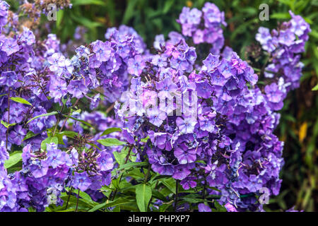 Jardin vivace, Phlox paniculata 'Blue Paradise' Banque D'Images