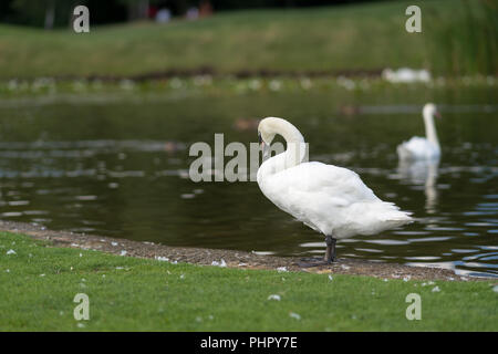 White cygne muet debout au bord d'un étang sur l'herbe verte a s a deuxième swan nage dans l'arrière-plan Banque D'Images