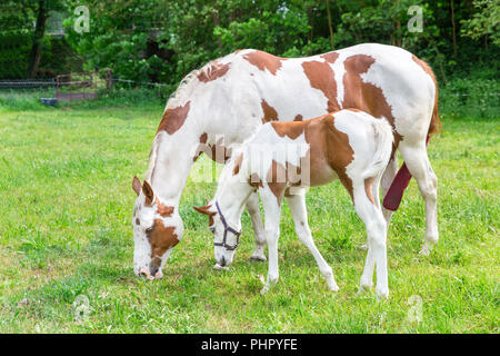 Mère avec cheval poulain nouveau-né dans le pré Banque D'Images