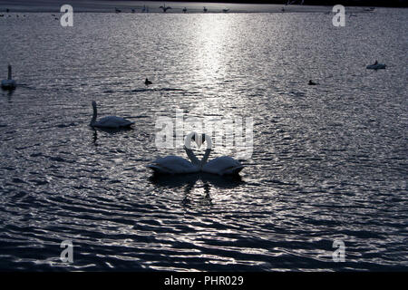 Deux beaux cygnes blancs sur un lac avec le cou formant coeur romantique Banque D'Images