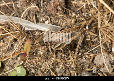 Une femelle gris, Platycleis albopunctata cricket bush, en utilisant son ovipositeur à pondre des oeufs dans la nuit dans la terre sèche patches à côté des débris de plastique à côté d'une Banque D'Images