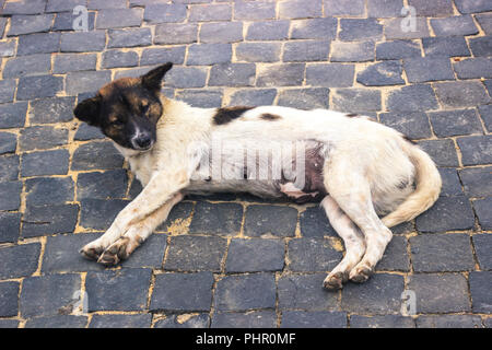 Chien de rue portant sur sable en pierre Banque D'Images