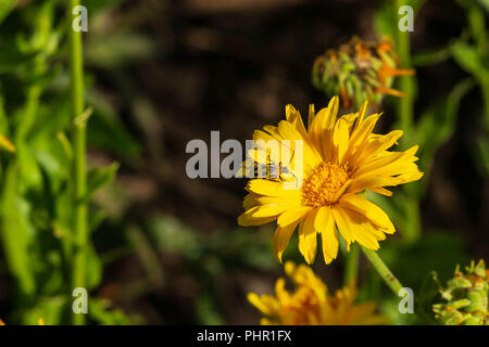 Une petite fleur jaune dans le jardin qui dispose d'un syndicat Banque D'Images