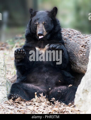 Animaux ours noir assis et reposant sur un arbre décisionnel journal une bande dessinée spectacle avec un arrière-plan flou dans son environnement et ses environs. Banque D'Images