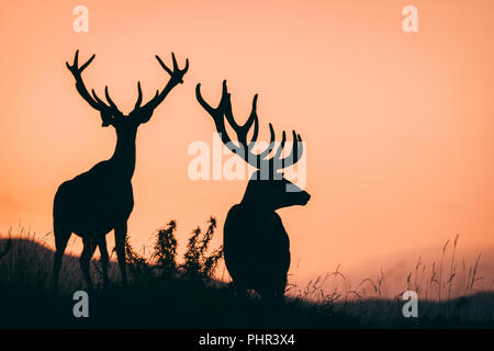 Cerfs rouges Banque D'Images